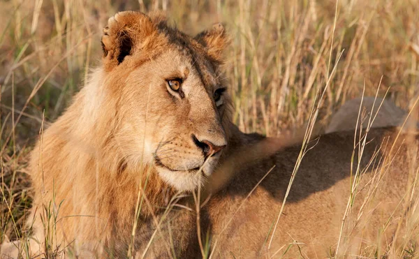 Jovem Leão Africano Sexo Masculino Parque Nacional Maasai Mara Quênia — Fotografia de Stock