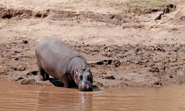 Ippopotamo Acqua Potabile Sudafrica — Foto Stock