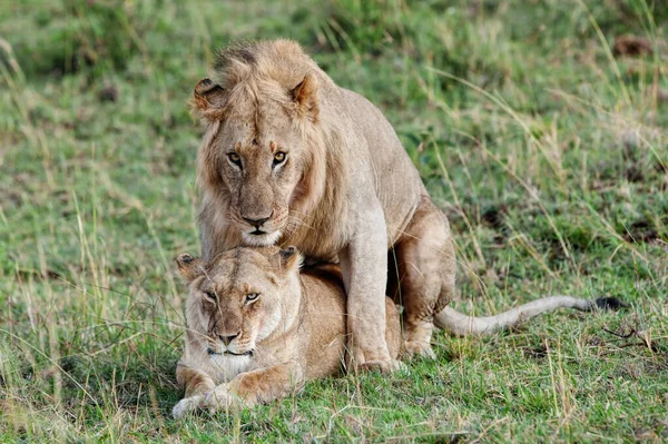Naarasleijona Leijona Etelä Afrikassa — kuvapankkivalokuva