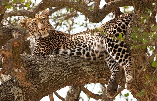 Güzel Leopar Ağaçta Yatıyor — Stok fotoğraf