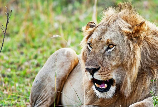 Lew Afrykański Maasai Mara Kenia — Zdjęcie stockowe