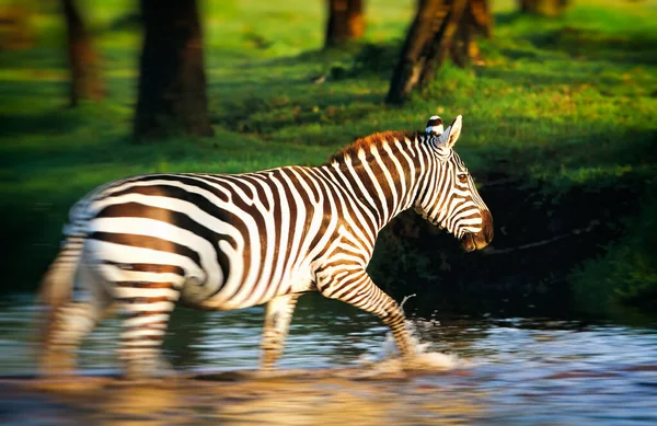 Zebry Parku Narodowym Serengeti Tanzania — Zdjęcie stockowe