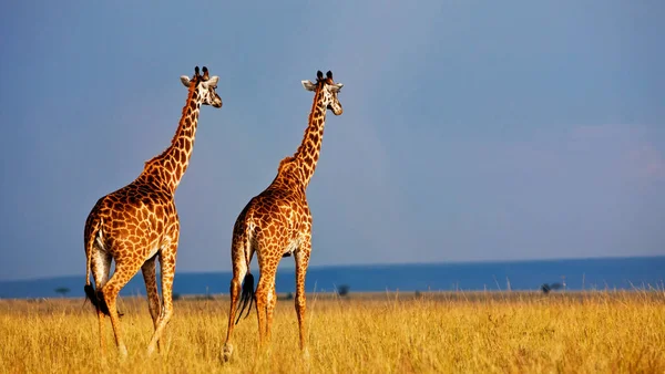 Jirafas Reserva Nacional Masai Mara Kenia África — Foto de Stock