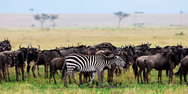 Câmpiile Zebras Equus Quagga Savannah Maasai Mara Kenya Fotografie de stoc