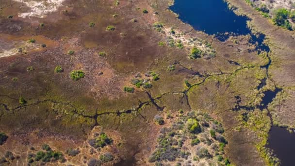 Letecký Pohled Deltu Okavango Botswaně Afrika — Stock video