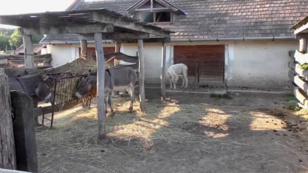 Farmhouse Donkeys Eastern Hungary — Stock Video