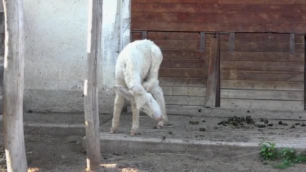 Farmhouse Donkeys Eastern Hungary — Stock Video