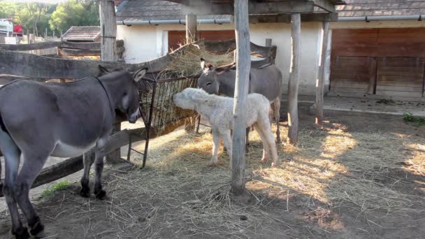 Casa Rural Con Burros Hungría Oriental — Vídeos de Stock