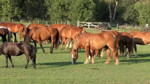 Cavalos Grande Planície Húngara Hortobagy — Vídeo de Stock