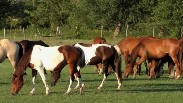 Konie Wielkiej Równinie Węgierskiej Hortobagy — Wideo stockowe