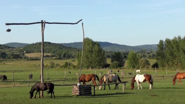 Paarden Grote Hongaarse Vlakte Hortobagy — Stockvideo