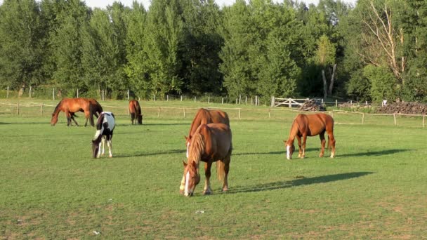 Hästar Den Stora Ungerska Slätten Hortobagy — Stockvideo