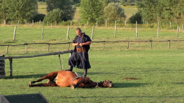 Hortobagy Hungary Aug 2015 Hungarian Csikos Herdsman Great Hungarian Plain — Stock Video