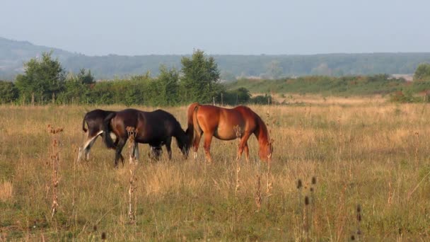 Hästar Den Stora Ungerska Slätten Hortobagy — Stockvideo