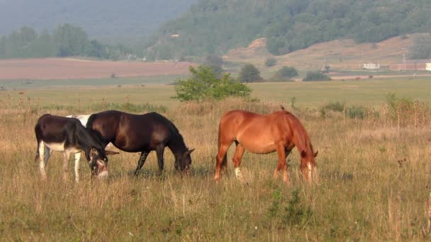 Konie Wielkiej Równinie Węgierskiej Hortobagy — Wideo stockowe