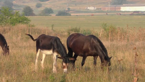 Beelden Van Een Wild Paard Ezel Het Hortobagy National Park — Stockvideo