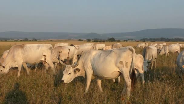 Longhorn Cows Grazing Field — Vídeo de Stock
