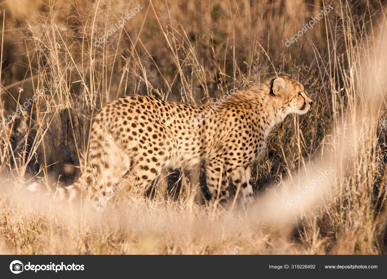 Acinonyx Jubatus Soemmeringii
