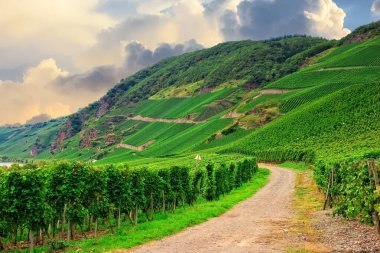 Güzel yeşil üzüm bağı, hasattan önce sonbahar manzarası