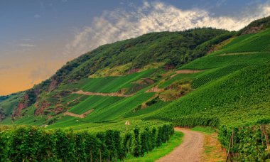 Yeşil üzüm bağı ve parlak gökyüzü boyunca uzanan güzel bir tepe manzarası.
