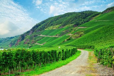 Yeşil üzüm bağı ve parlak gökyüzü boyunca uzanan güzel bir tepe manzarası.