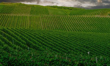 Güzel yeşil üzüm bağı tarlası, hasattan önce sonbahar manzarası 
