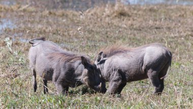Botsvana 'daki Okavango Deltası' ndaki yaban domuzları