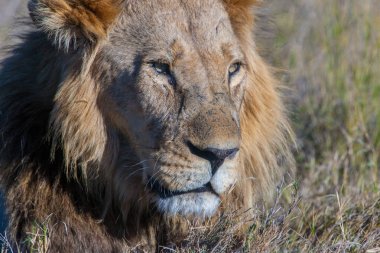 Botsvana 'daki Okavango-delta' da erkek Afrika Aslanı
