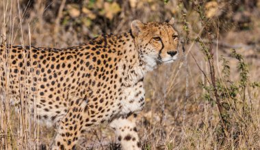 Botswana 'daki Okavango-delta' da Çita (Acinonyx jubatus soemmeringii)