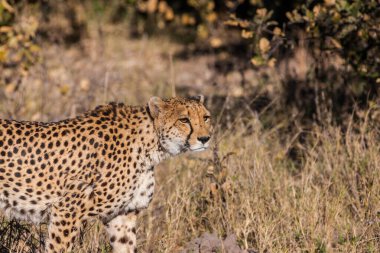 Botswana 'daki Okavango-delta' da Çita (Acinonyx jubatus soemmeringii)
