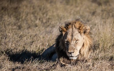 Botsvana 'daki Okavango-delta' da erkek Afrika Aslanı