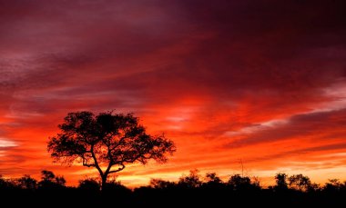 Kruger Ulusal Parkı, Güney Afrika 'da dramatik bulutlu Afrika manzarası 