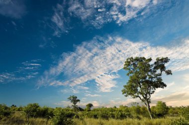 Kruger Ulusal Parkı, Güney Afrika 'da dramatik bulutlu Afrika manzarası 