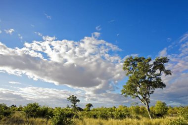 Kruger Ulusal Parkı, Güney Afrika 'da dramatik bulutlu Afrika manzarası 