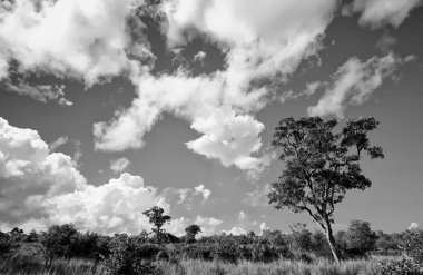 Kruger Ulusal Parkı, Güney Afrika 'da dramatik bulutlu Afrika manzarası 