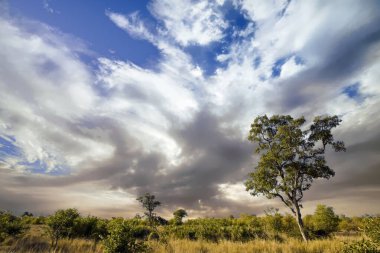 Kruger Ulusal Parkı, Güney Afrika 'da dramatik bulutlu Afrika manzarası 