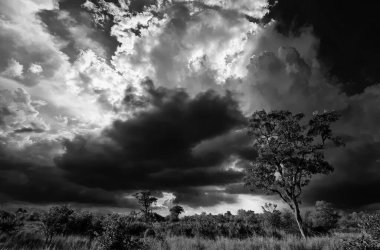 Kruger Ulusal Parkı, Güney Afrika 'da dramatik bulutlu Afrika manzarası 