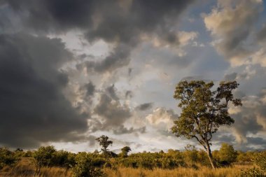 Kruger Ulusal Parkı, Güney Afrika 'da dramatik bulutlu Afrika manzarası 