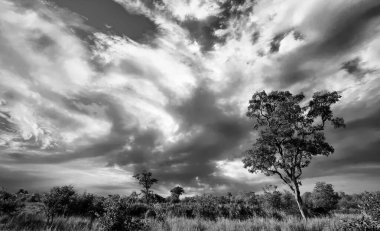 Kruger Ulusal Parkı, Güney Afrika 'da dramatik bulutlu Afrika manzarası 