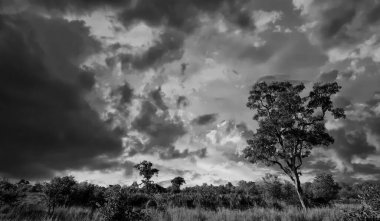 Kruger Ulusal Parkı, Güney Afrika 'da dramatik bulutlu Afrika manzarası