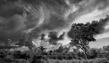 Kruger Ulusal Parkı, Güney Afrika 'da dramatik bulutlu Afrika manzarası