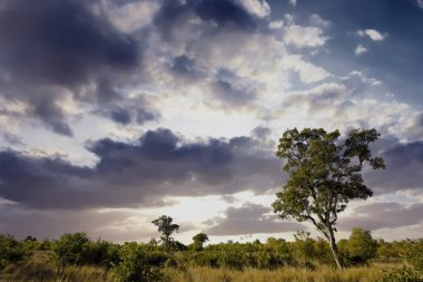 Kruger Ulusal Parkı, Güney Afrika 'da dramatik bulutlu Afrika manzarası
