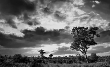 Kruger Ulusal Parkı, Güney Afrika 'da dramatik bulutlu Afrika manzarası