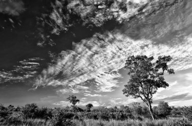 Kruger Ulusal Parkı, Güney Afrika 'da dramatik bulutlu Afrika manzarası