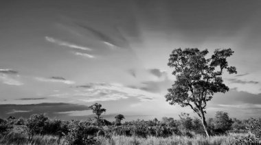 Kruger Ulusal Parkı, Güney Afrika 'da dramatik bulutlu Afrika manzarası