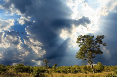 Kruger Ulusal Parkı, Güney Afrika 'da dramatik bulutlu Afrika manzarası