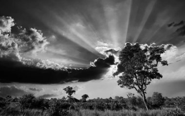 Kruger Ulusal Parkı, Güney Afrika 'da dramatik bulutlu Afrika manzarası