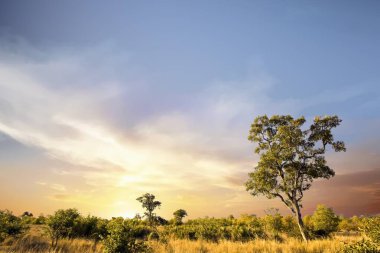 Kruger Ulusal Parkı, Güney Afrika 'da dramatik bulutlu Afrika manzarası
