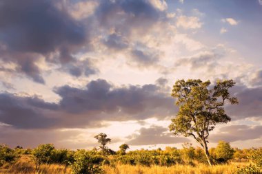 Kruger Ulusal Parkı, Güney Afrika 'da dramatik bulutlu Afrika manzarası