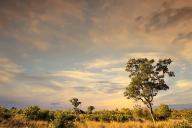Kruger Ulusal Parkı, Güney Afrika 'da dramatik bulutlu Afrika manzarası
